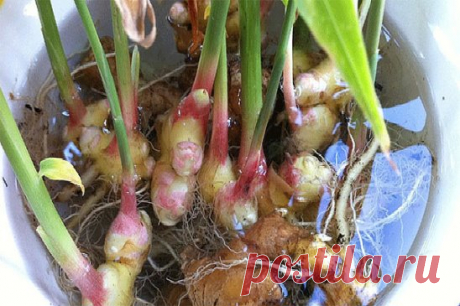 Перестаньте покупать имбирь! Вот как вырастить его прямо у себя дома. Обязательно попробуйте! Это совсем не сложно