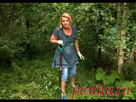 Как вырастить грибы на даче