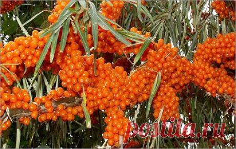 Как сделать облепиховое масло |