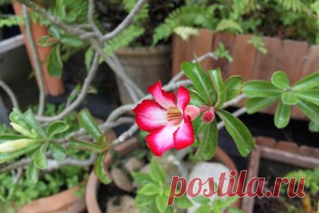 Паспорт растения: Адениум (Adenium obesum)