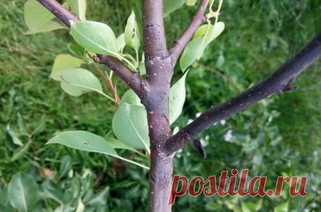 Как лечить ржавчину на груше? | Справка | Вопрос-Ответ | Аргументы и Факты