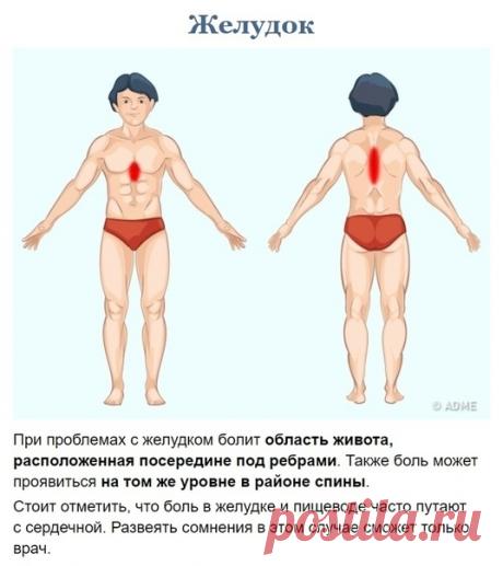 Какая область тела у вас болит, посмотрите на эти иллюстрации и определите источник боли — орган.