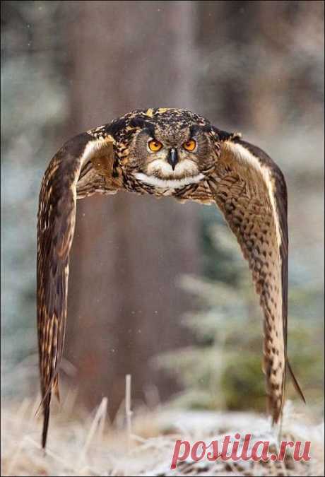 GiF WORLD – Animals – Сообщество – Google+