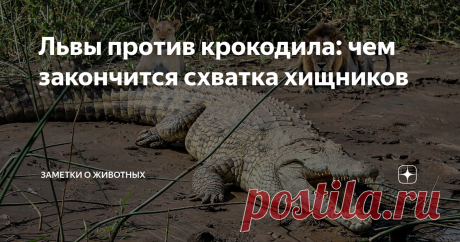 Львы против крокодила: чем закончится схватка хищников Львы редко нападают на взрослых крокодилов. Впрочем, как и крокодилы на львов. Обычно хищники обходят друг друга стороной. Но бывают исключения.