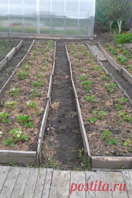 САД, ОГОРОД, ДАЧА, ЦВЕТЫ - МОЁ ХОББИ – Жданова Любовь добавила 2 фотографии в альбом 66. Идеи для огорода (практично, удобно...