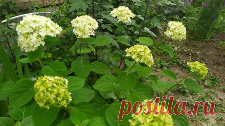 Как добиться пышного цветения гортензии – весь смысл в обрезке | Цветы на даче | Яндекс Дзен