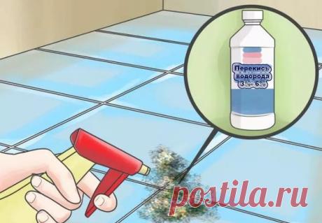 Перекись водорода от плесени: дешево и эффективно? | Plesneveet.ru | Яндекс Дзен