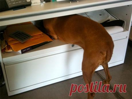 Домашние питомцы, которые не любят посещать ветеринара