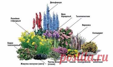 ПАМЯТКА: ГДЕ И КАКИЕ ЦВЕТЫ САЖАТЬ
 Тенистые и полутенистые участки:
Аквилегия, аконит, бадан, барвинок, бруннера, волжанка, гейхера, дороникум, дицентра, камнеломка, колокольчик широколистный, ландыш, лилейник, лютик, люпин, примула, фиалка душистая, флокс, хоста.
Показать полностью…