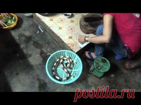 Вьетнам, приготовление змеи. Ленточный крайт.