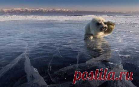 Детеныш нерпы на озере Байкал.