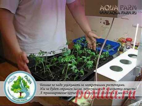 Выращивание рассады томатов за 30 дней дома! - YouTube