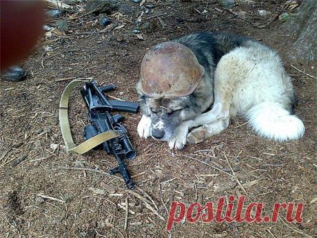 картинки,которые берут за душу..