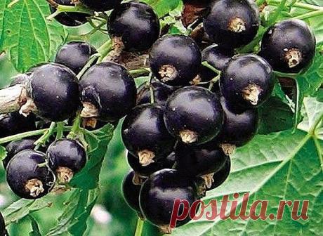 (2) Одноклассники