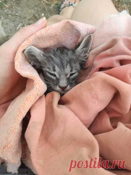 Нашла этого крохотного малыша на дороге...
Хочу поделиться своей историей спасения этого малыша.
Нашла этого котенка на дороге. Крохотный, в ладошку целиком помещался. Был весь мокрый и в каком-то моющем средстве. Мяукал сильно, трясся от хо…