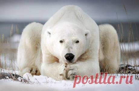 Белый медведь - йог