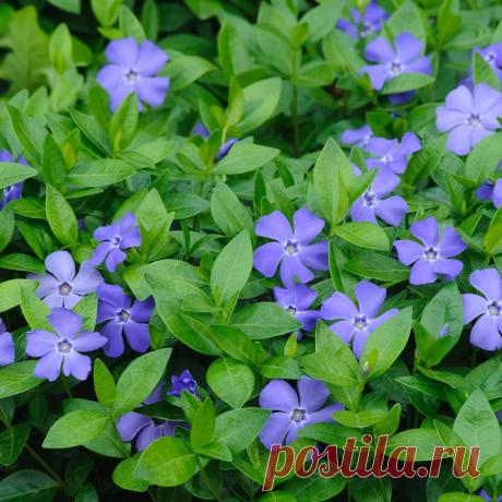 Plantiza - Лучшие беспроблемные почвопокровники (по моему опыту)