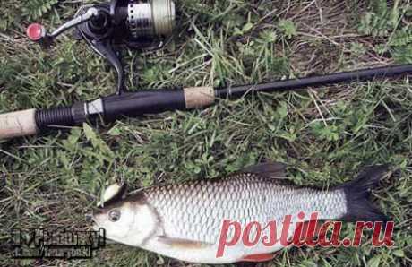 Ловля голавля: как найти места стоянки  / Богатая добыча