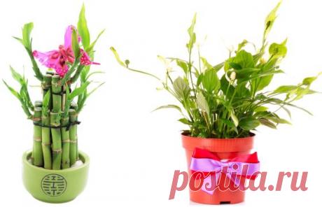 Комнатные растения, приносящие счастье / UniverseWomen.ru - Вселенная Женщин