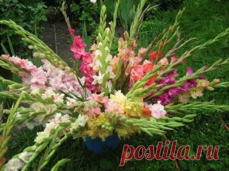 Зола для гладиолусов
источник Home Garden|Сад, огород, дача
Зола для гладиолусовЧтобы гладиолусы хорошо хранились, выкапываю их в конце сентября - первой половине октября в сухую погоду. У растений обрезаю корешки, укор…