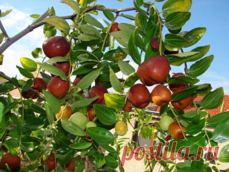 Зизифус. Полезные свойства и противопоказания унаби. Рецепты, где купить, фото, отзывы, как применять в народной медицине