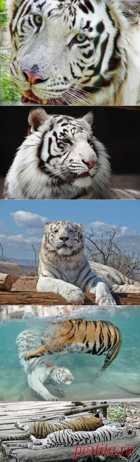 Удивительные белые тигры.