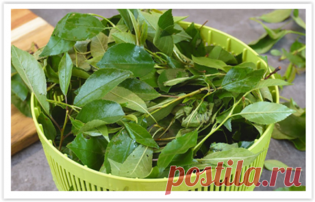 Замораживаю мешками вишневые листья на зиму: в холода из них готовлю вкусный и полезный чай