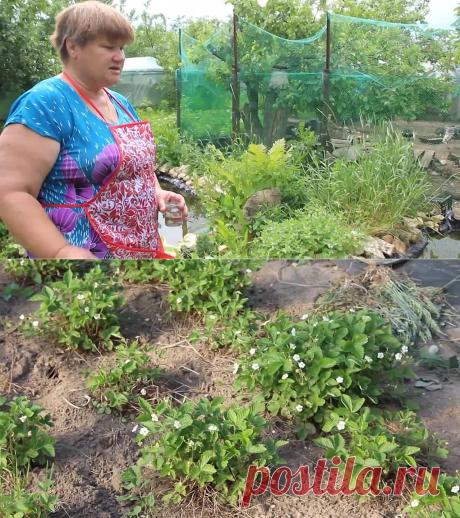 (2) Одноклассники