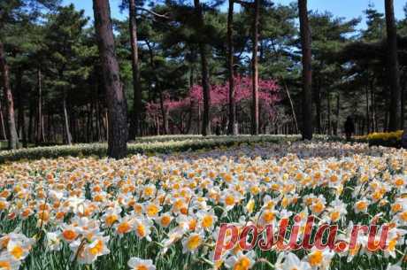 Времена года в японском национальном парке Хитачи