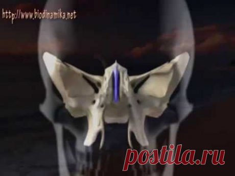 Краниосакральный ритм.