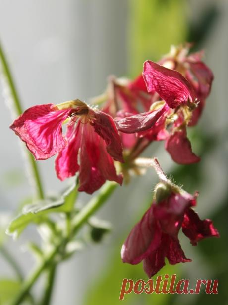 Отцветает герань