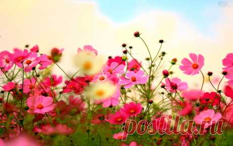 Люблю я лето за цветов разноцветье...