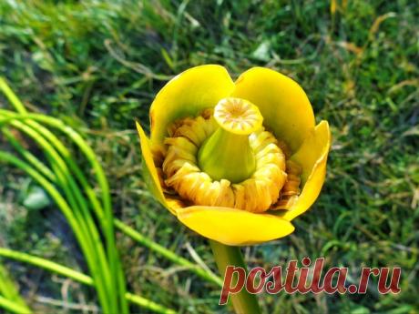 Кубышка или кувшинка желтая,обитательница озера)))💛💚☀