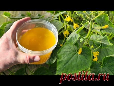 ОГУРЦЫ засыпят урожаем, желтеть не будут! Важная подкормка огурцов май, июнь!