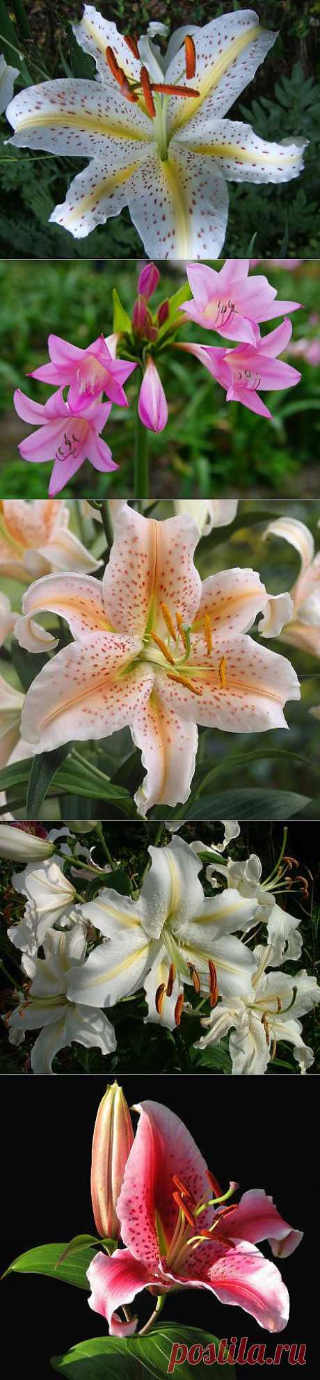 Розовые и белые лилии