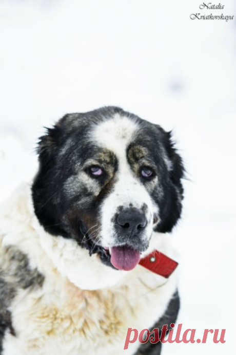 Живет такая девочка.... Азиатка БЕРТА. Много лет на цепи в хлеву.