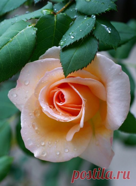 ЗАГОВОРЫ НАРОДНЫЕ ПРИМЕТЫ: НАРОДНЫЕ ПРИМЕТЫ