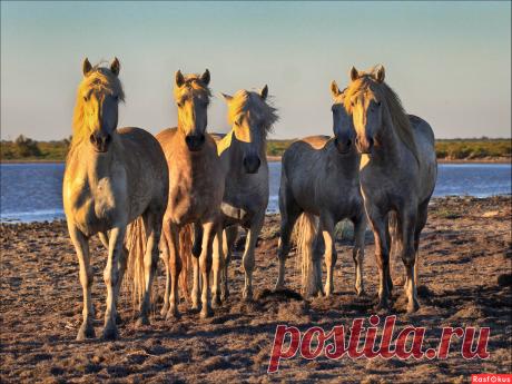 Фото: Групповой портрет. Фотограф Мария Макурочкина. Фото животных - Фотосайт Расфокус.ру