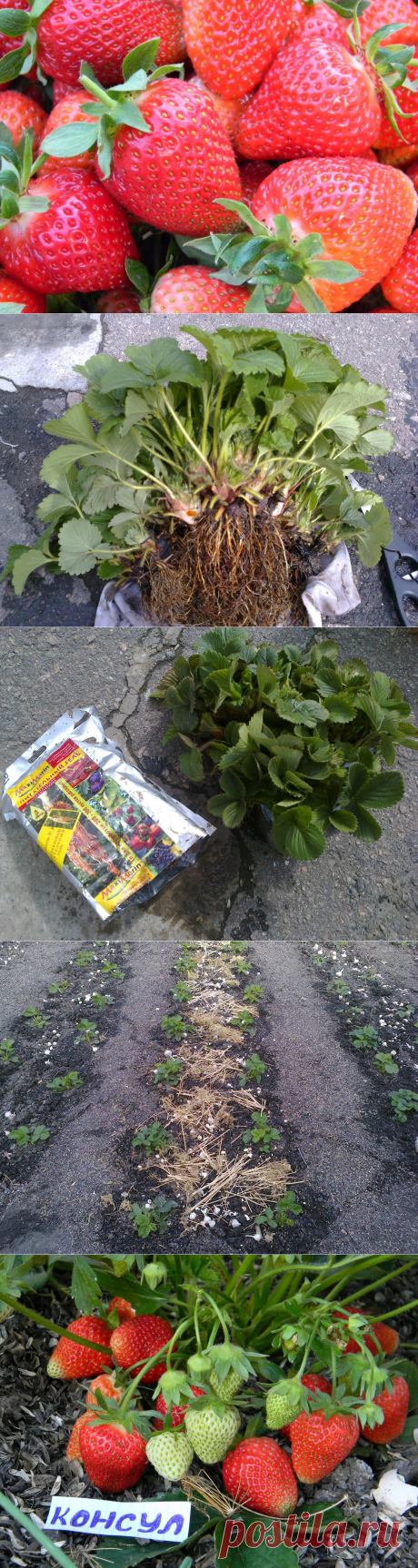 Секреты успеха или как получить отличный урожай садовой земляники. / Огород / 7dach.ru