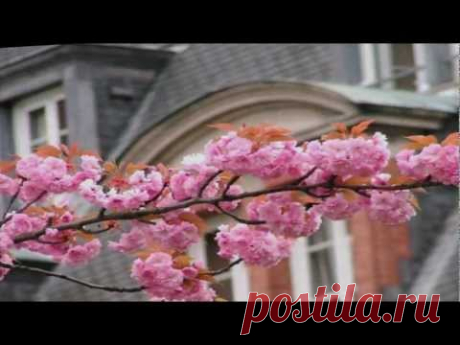 ИВ МОНТАН "LA VIE EN ROSE" (Жизнь в розовом цвете) - YouTube