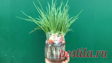НЕВЕРОЯТНО ПРОСТОЙ СПОСОБ ВЫРАЩИВАНИЯ ЛУКА НА ЗЕЛЕНЬ, (ПЕРО), КРУГЛЫЙ ГОД Покажу способы выращивания лука на зелено (перо) круглый год. Лук в пакете. Лук в бутылке кока-кола. Лук в пластиковых контейнерах. Покажу…