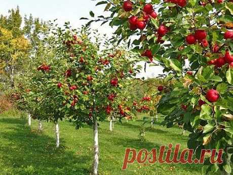 Одноклассники