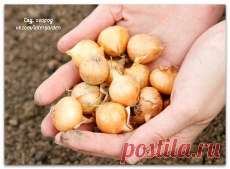 Семена любого лука прорастают очень трудно 
Сад, огород, дача, строительство
 
 
Семена любого лука прорастают очень трудно из-за большого содержания в них эфирных масел, а это значит, что перед посадкой их необходимо предварительно о…