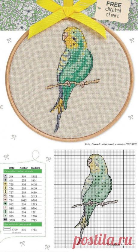 Скачать схемы вышивки крестом. Вышивка крестом попугаи | Все о рукоделии: схемы, мастер классы, идеи на сайте labhousehold.com