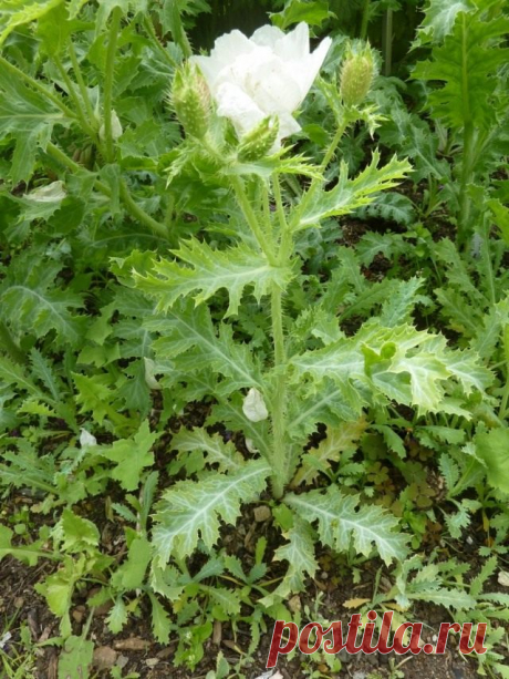 Аргемона — надежная конкурентка мака и анемон. Виды, сорта, выращивание. Фото — Ботаничка.ru