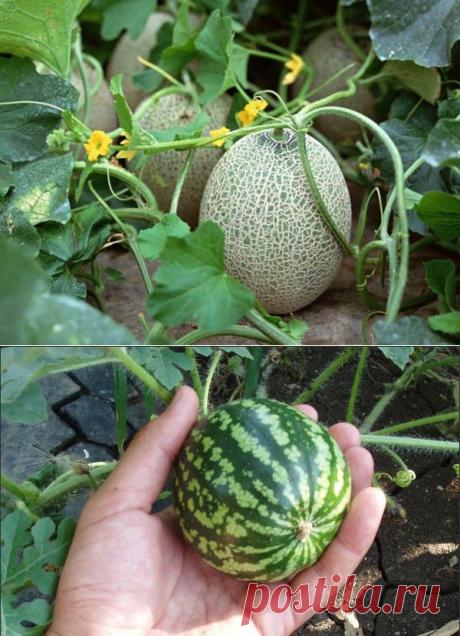 Как поливать арбузы и дыни? Особенности и правила полива - Женский журнал LadySpecial.ru : специально для женщин