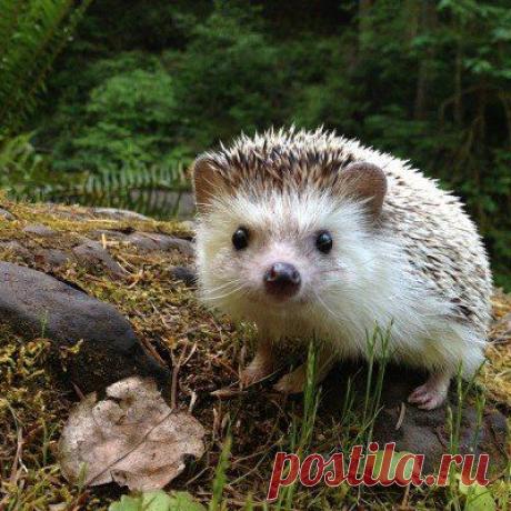 Surfingbird - все, что интересно тебе