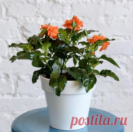 Кроссандра - уход в домашних условиях, фото цветка, размножение