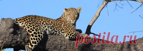 Знакомство со знаменитыми леопардами песков Саби | Сафари по желтой зебре