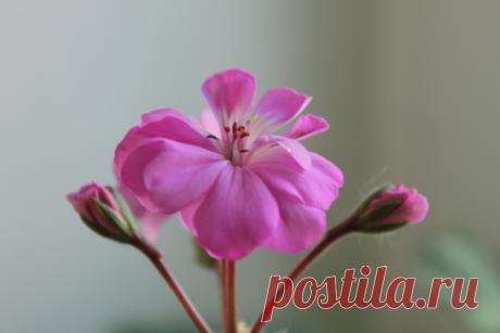 Празднуя весну...